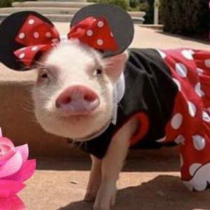 Meet your Posher, Grace